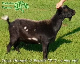 bennelli-right-side-2-20178014